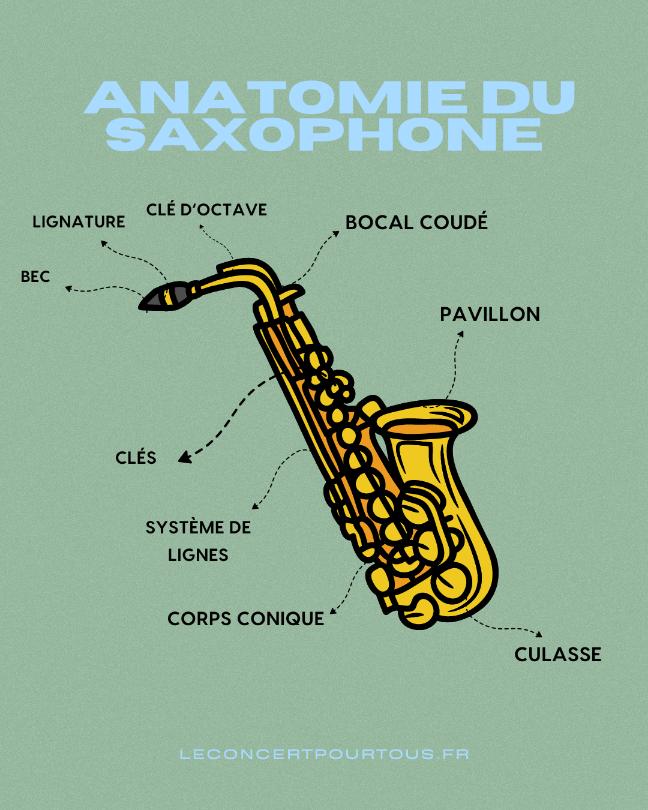 anatomie saxophone